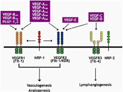 Şekil 1. VEGF ve VEGFR sistemi (122).