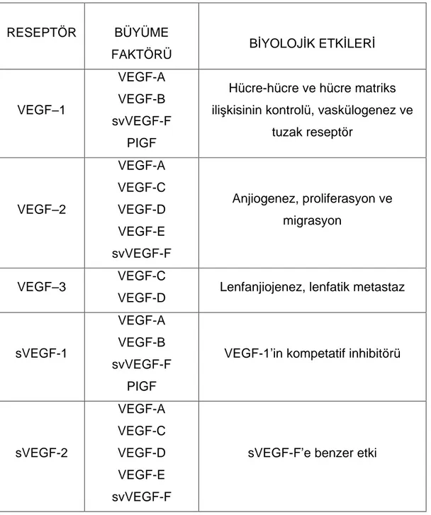 Tablo  4:VASKÜLER  ENDOTELYAL  BÜYÜME  FAKTÖRÜ(VEGF)  RESEPTÖRLER  VE B YOLOJ K ETK LER    