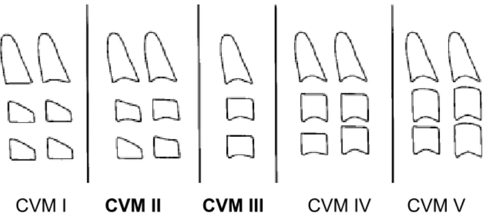 Şekil 18: CVM indeksinin safhaları (189)