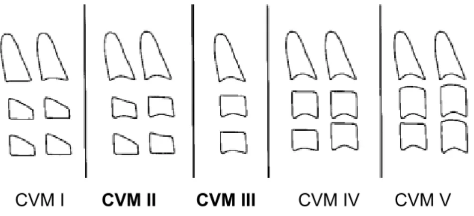 Şekil 18: CVM indeksinin safhaları (189)