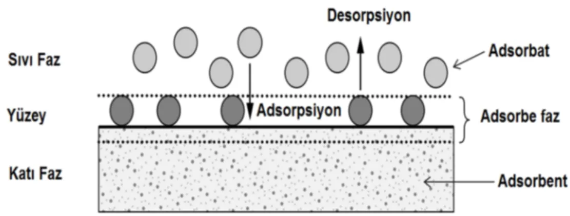 Şekil 1.3.Adsorpsiyonun temel terimleri (Worch 2012) 