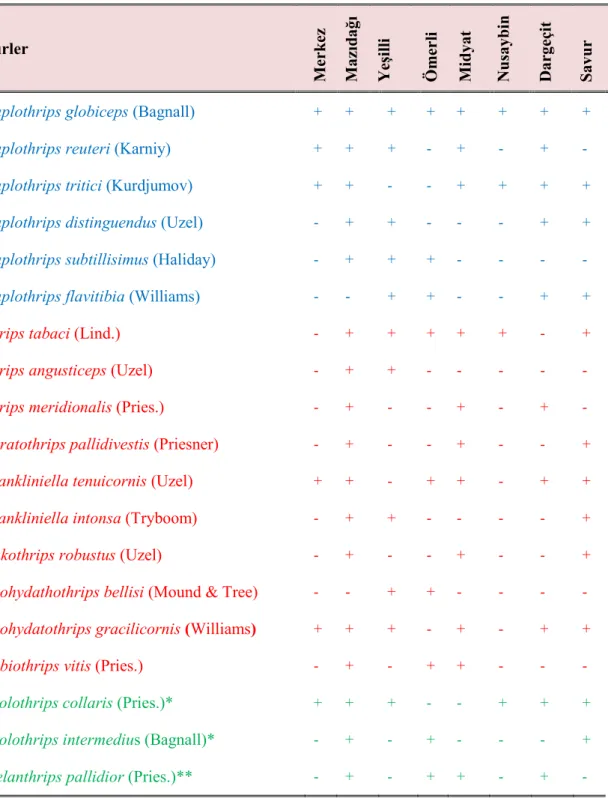 Çizelge 4.2. Mardin ili sürvey yapılan bağ alanlarında 2012 ve 2013 yıllarında saptanan thrips türleri ve  bulunduğu alanlar  Türler  Merkez  Mazıdağı Yeşilli  Ömerli  Midyat  Nusaybin  Dargeçit  Savur 