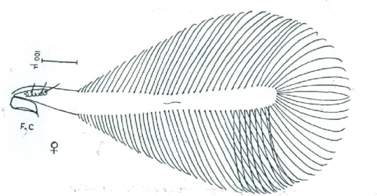 Şekil 4.4.  Haplothrips globiceps’in sağ ön kanadı (Cengiz 1974). 