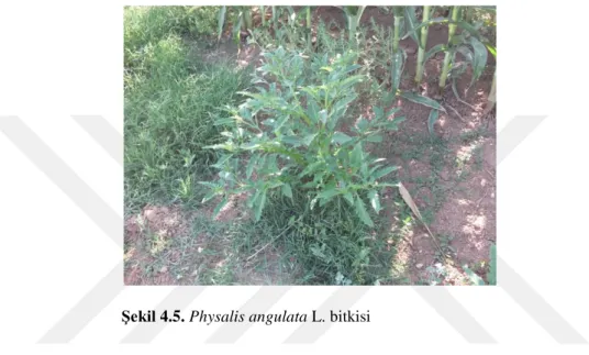 ġekil 4.5. Physalis angulata L. bitkisi 