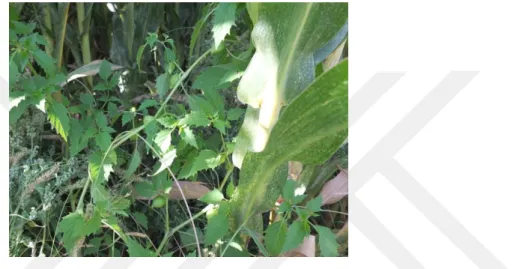 ġekil 4.8. Physalis philadelphica Lam. bitkisi 