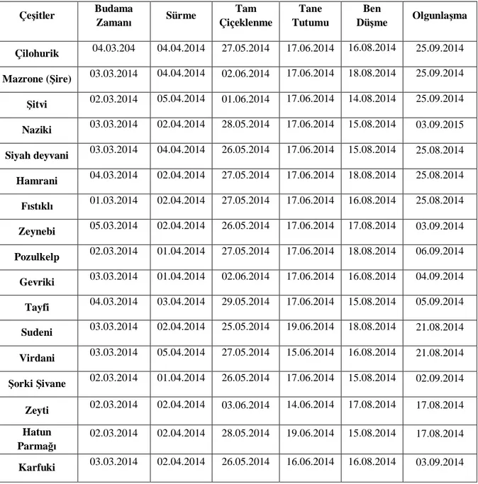 Çizelge 4.1. Mardin ilinde yerel olarak yeti en üzüm çe itlerinin fenolojik safhalar   Çe itler  Budama 