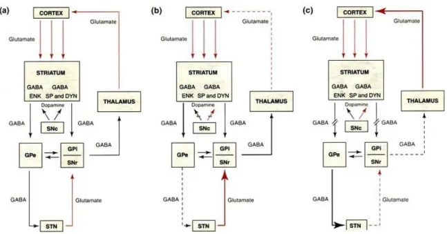Şekil 1. a) Bazal gangliyonların normal işleyiş mekanizmaları, b) SNc’deki 