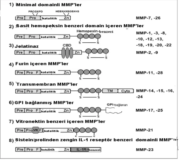 Şekil 3. MMP enzimlerinin moleküler yapısı: Pre= sinyal zinciri; Pro= propeptit  sistein içeren bölümü; Zn= çinko bağlı tarafı; CBD=  kollajen/jelatin bağlı domain;  F= furin içeren bölüm; TM= transmembran domain; Cyto= sitoplazmik domain;  Vn= vitronectin