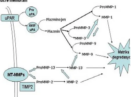 Şekil 5. MMP’lar için hücre yüzeyi ile ilişkili aktivasyon kaskadı (7) 