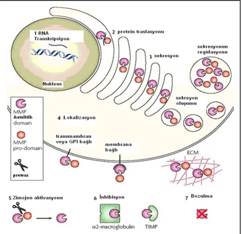 Şekil 6. MMP’lerin regülasyonu; MMP’ler hücre içinde RNA transkripsiyonu (1)  protein  translasyonu (2), ayrıca sekresyonları ile (3), ve de onların subselüler ve ekstraselüler  lokalizasyonları değiştirilerek kontrol edilebilirler (4)