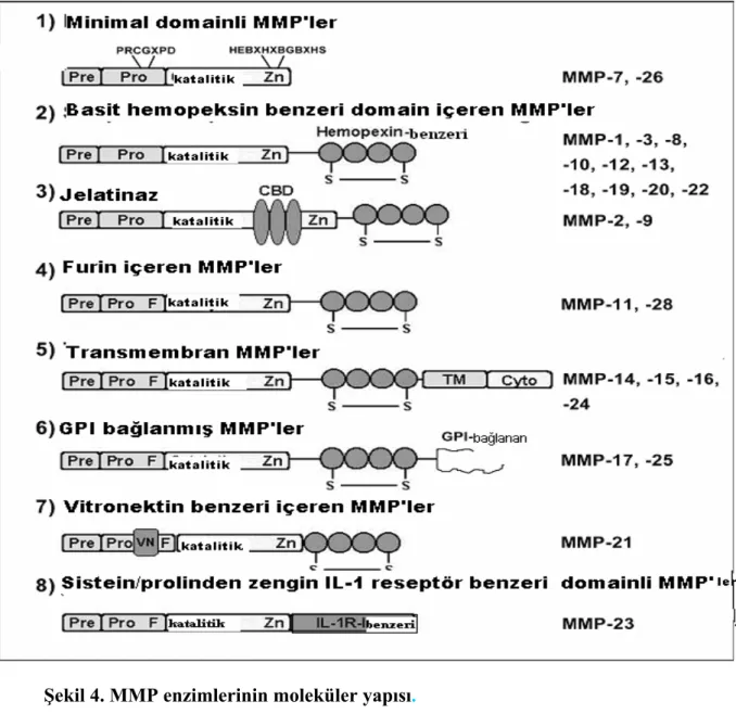 Şekil 4. MMP enzimlerinin moleküler yapısı. 