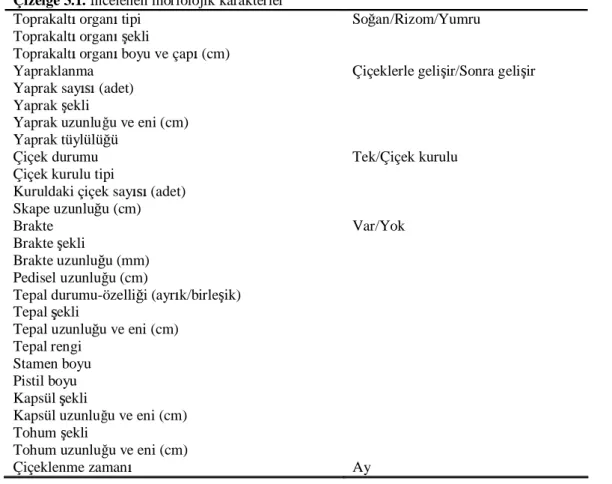 Çizelge 3.1.  ncelenen morfolojik karakterler