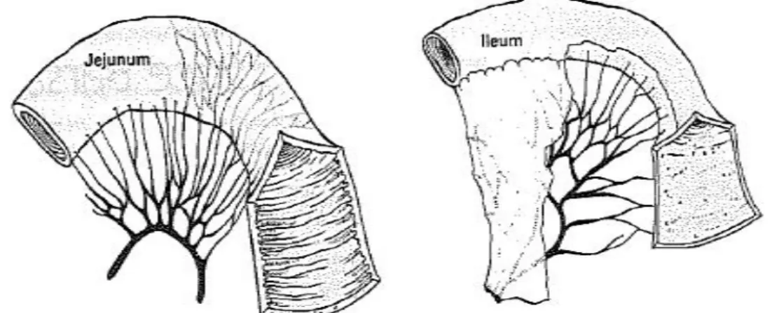 Şekil 2: Jejunum ve ileum’ un anatomik farklılıkları