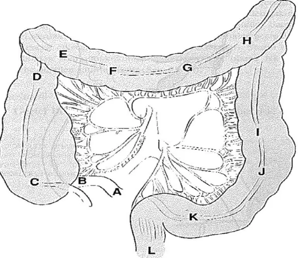 Şekil 4: Kolon Bölümleri. A-B: terminal ileum; C: çekum; D-E: hepatik fleksura;