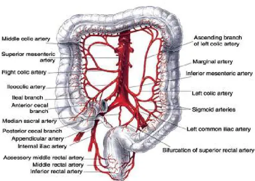 Şekil 5: Kolon’ un  arteryel damarlanması