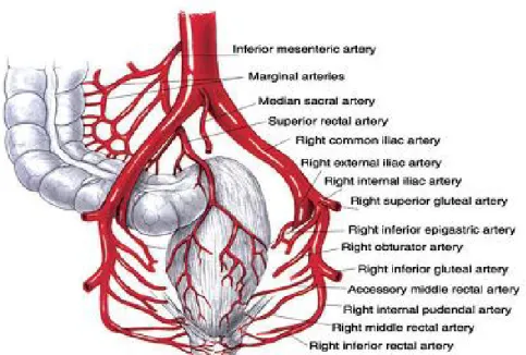 Şekil 6: Rektum’un  arteryel damarlanması