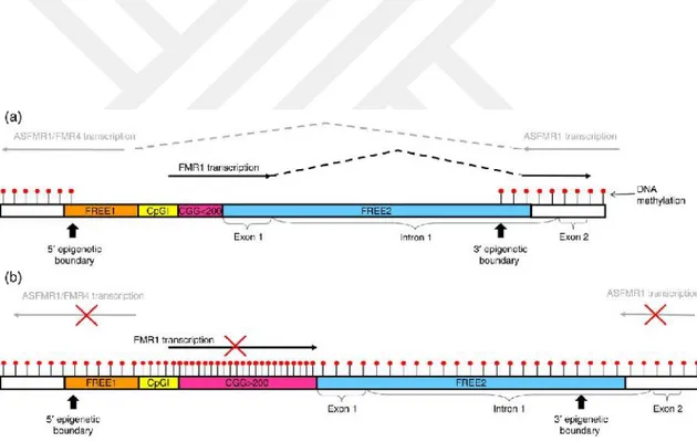 Şekil 2: Erkeklerde  FMR1  promotorunda DNA  metilasyonu  ve  çift  yönlü  transkripsiyon