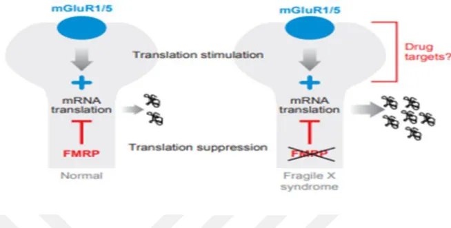 Şekil 4: Sinaptik plastisitenin modüle edilmesinde kırılgan X mental retardasyon proteininin (FMRP) rolü