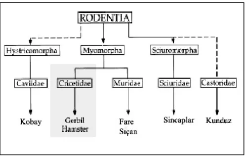Şekil 1 .Rodentia takımındaki akrabalık ilişkisi (WHISHAW ve ark. 1998) 