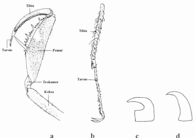 ġekil 1.6. Neuroptera takımına ait bacak ve tırnak tipleri (Aspöck ve ark. 1980) (a:Yakalayıcı bacak,                   Yürüyücü bacak, c: Kaideden genişlemiş tırnak, d: Basit tırnak) 