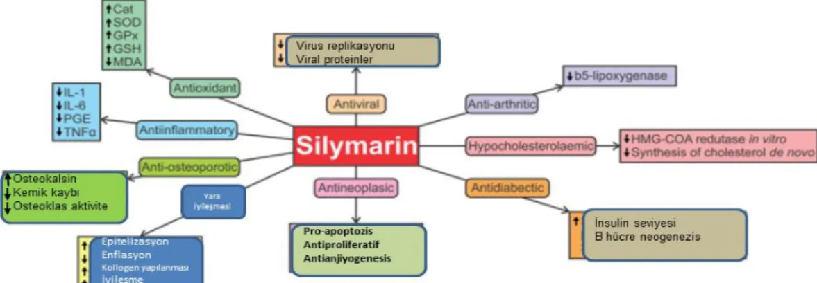 Şekil 2. Silimarinin genel özellikleri  