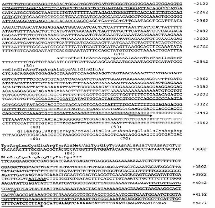 Şekil 4. İnsan MGP geninin nükleotid dizisi. Şekilde MGP geninin tüm nükleotid dizisi ve