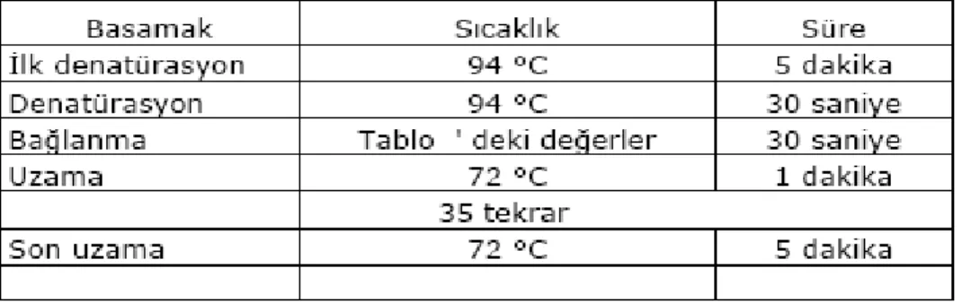 Tablo 6. Polimeraz zincir tepkimesi koşulları.