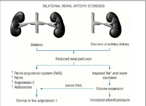 Şekil  1. 2 böbrek 1 klip modelinde, tıkalı renal arterden renin salgısı artarken, sağlam olan diğer böbrekte renin salgısında baskılanma ve basınç natriürezisi [65].