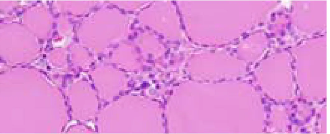 Şekil 1. Folikül epiteli ve koloidin izlendiği tiroid bezinin histopatolojik görünümü