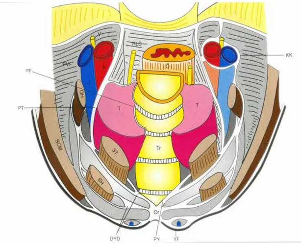 Şekil 3: Tiroid bezinin anatomik komşulukları (transvers oblik kesit) (23).