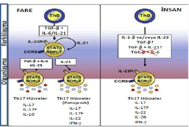 Şekil 5:İnsan ve farede Th17 farklılaşma ve olgunlaşması (79) . 2. 2. 1   Th17   diferansiyasyonu