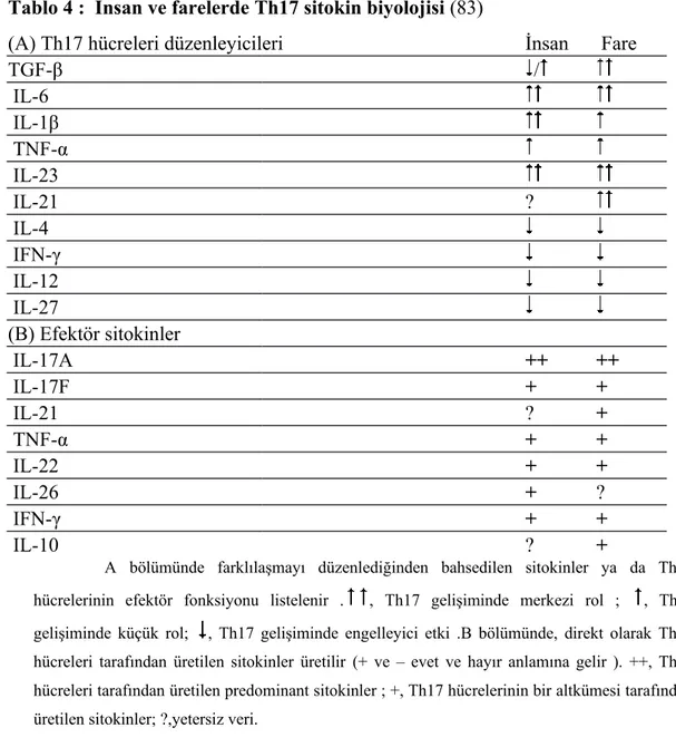 Tablo 4 : İnsan ve farelerde Th17 sitokin biyolojisi (83)