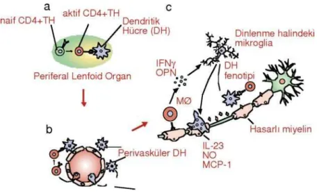 Şekil 3: DAE seyrinde nöroinflamasyon (61). 
