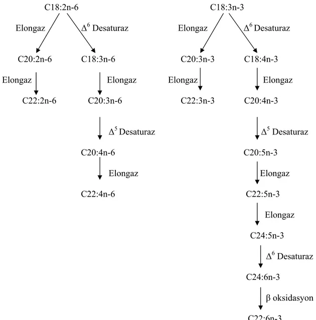 Şekil 1.2. Linoleik (18:2n−6) ve α-linolenik (18:3n−3) asidin elongasyon ve desaturasyon yolu (Sargent 