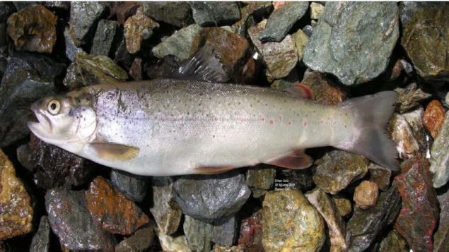 Şekil 3.1. Salmo trutta macrostigma’nın genel görünüşü 