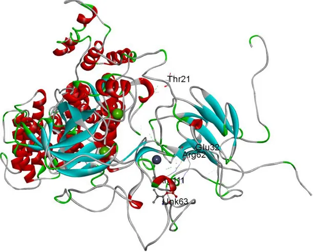 Şekil  4.12.  PknG-T63  ile  GarA  Z-DOCK  sonucu  oluşan  kompleksin  yapısı.  Komplekste  yakınlaşmayı  göstermek  için  ilgili  artıklar  (ARG111,  THX63,  GLU32  ve  ARG62)  minimize  edilmiştir