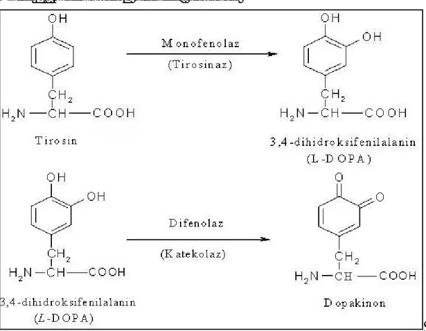 Çizelge 1.2. Polifenoloksidaz n katalizledi i reaksiyonlar 