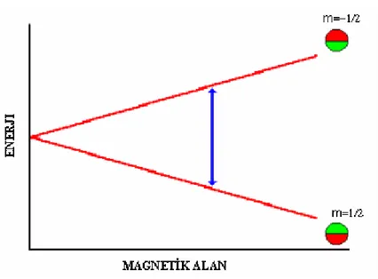 Şekil 3.3 Spini ½ olan bir çekirdeğin enerji düzeylerinin manyetik alanda yarılması       