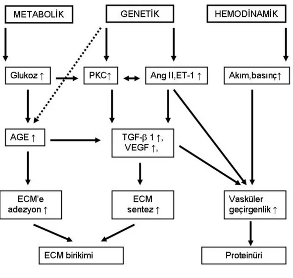 Şekil 1: Diyabetik nefropatinin patogenezi (29)            2.1.3.2.RENAL AMİLOİDOZİS 