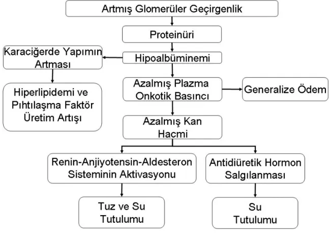 Şekil 2.Nefrotik sendrom patogenezi 