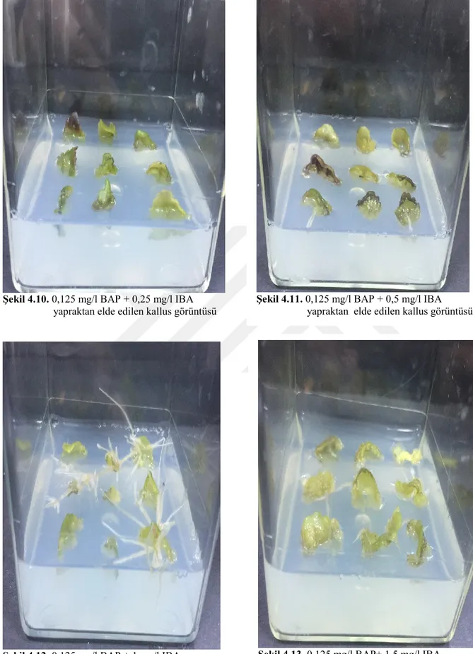 Şekil 4.10. 0,125 mg/l BAP + 0,25 mg/l IBA                     yapraktan elde edilen kallus görüntüsü 