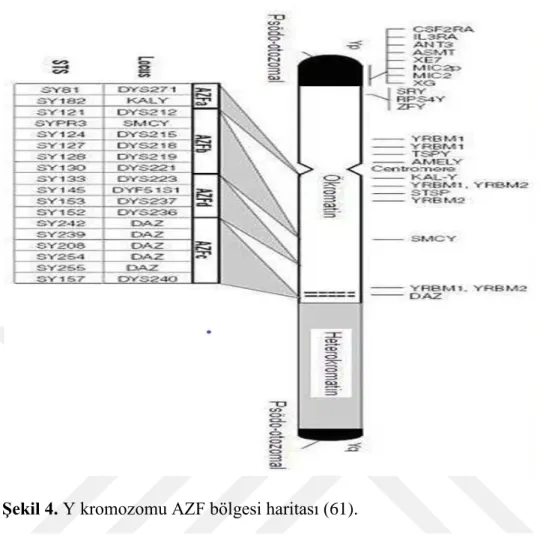Şekil 4. Y kromozomu AZF bölgesi haritası (61). 