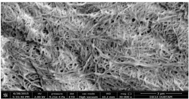 Şekil 15. 8 mg DLDLOAEE jelatörünün 1 mL Likit Parafin içinde hazırlanmış jeline ait SEM görüntüsü