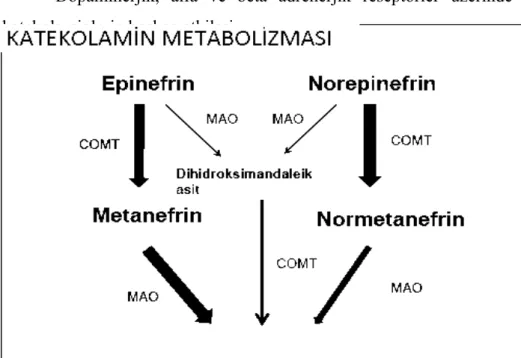 Şekil 1: Katekolamin metabolizması (111)