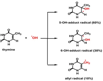 Şekil 2. Hidroksil Radikalinin Pirimidinlerle Reaksiyonu (20)