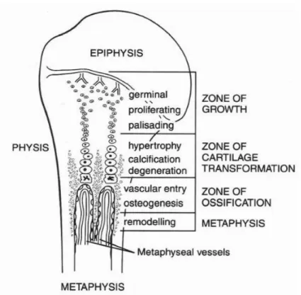 Şekil 1. Proksimal humerus fizis (12)