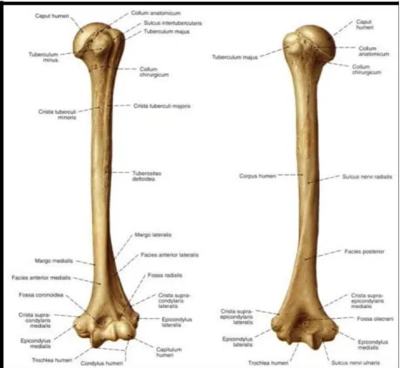 Şekil 3. Humerusun kemiksel anatomisi (17)