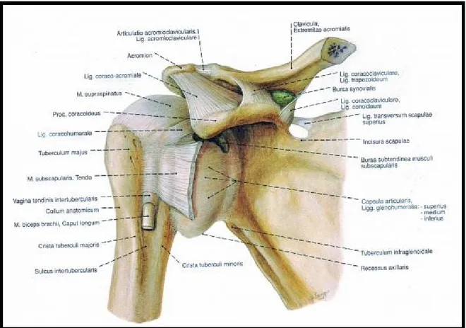 Şekil 6. Omuz eklem kapsül ve ligamentleri (17)