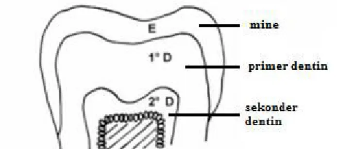 Şekil 7. Primer ve sekonder dentinin şematik gösterimi (68).