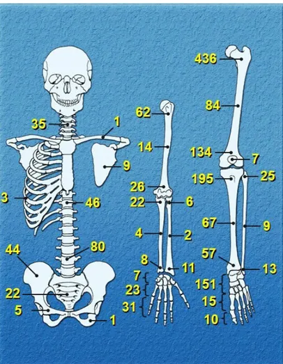 Şekil 3. 1660 olgu ile yapılan çalışmada osteoid osteomanın görüldüğü yerler 